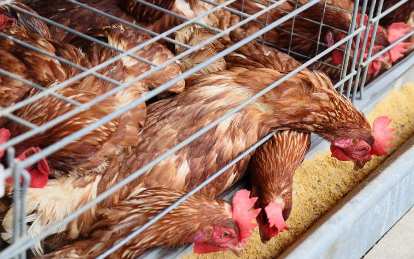 huevos